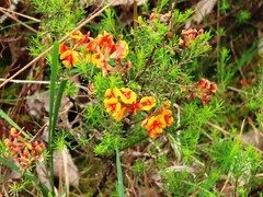 Dillwynia cinerascens, photograph Elspeth Swan, CC BY, iNaturalist via GBIF
