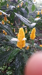 Pachystachys lutea