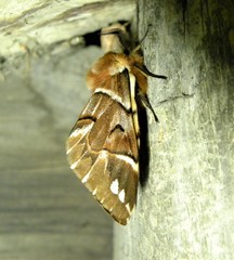 Endromis versicolora