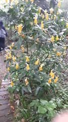Pachystachys lutea