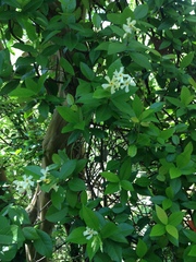 Trachelospermum jasminoides