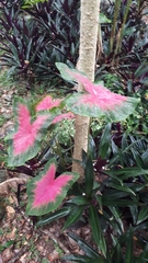 Caladium bicolor