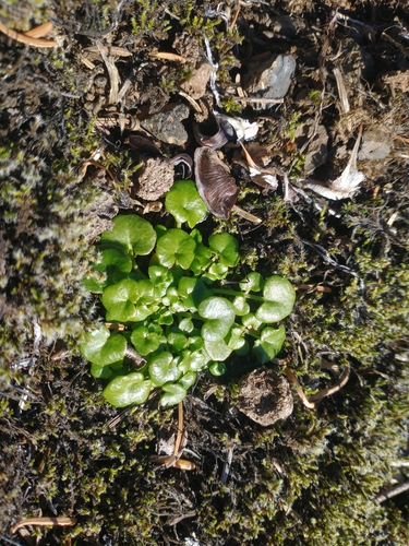 Image of Cardamine pattersonii by no rights reserved