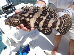 Epinephelus itajara