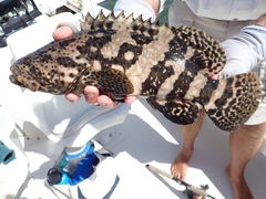 Epinephelus itajara