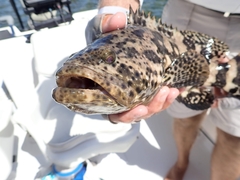 Epinephelus itajara