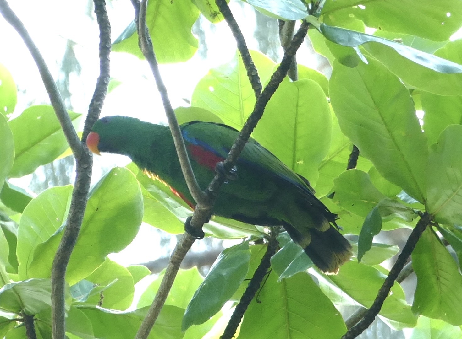 Moluccan Eclectus