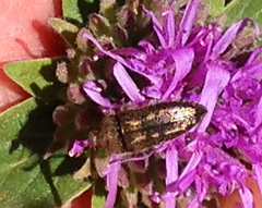 Acmaeodera retifera