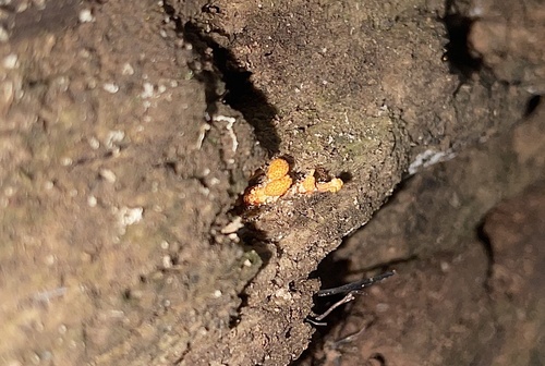 Ophiocordyceps ferruginosa