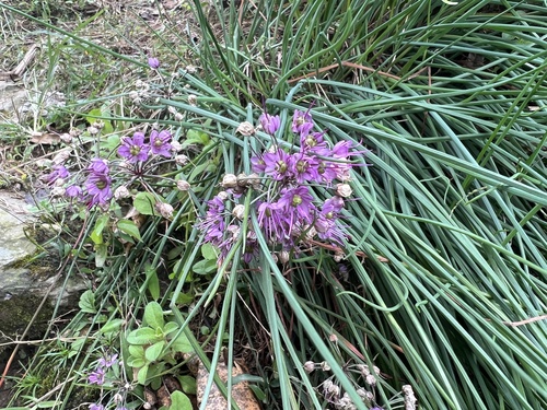 Allium chinense iNat (3)