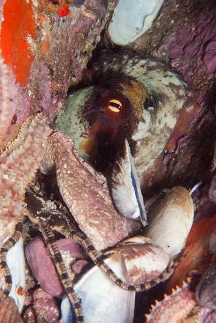 マダコ, achtarm, almindelig ottearmet blæksprutte, attaarmade bläckfiskar, azeiz, chobotnice pobřežní, common atlantic octopus, common european octopus, common octopus, gemeiner krake, gemeiner octopus, gewöhnlicher krake, gewone achtarm, gewone octopus