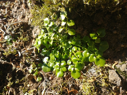 Image of Cardamine pattersonii by no rights reserved
