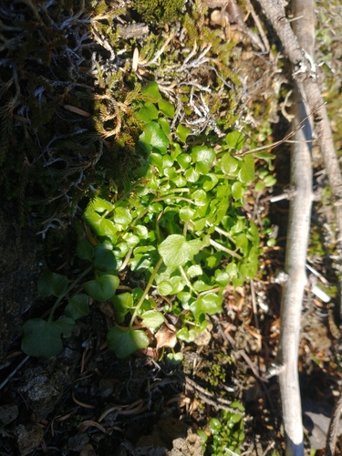 Image of Cardamine pattersonii by no rights reserved