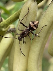 Riptortus linearis