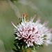 Darwinia diosmoides - Photo 由 evemv 所上傳的 (c) evemv，保留部份權利CC BY-NC