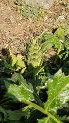 Acanthus