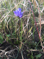 Dipterostemon capitatus