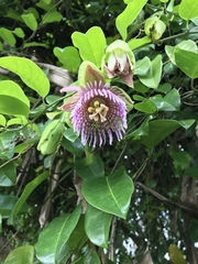 Passiflora laurifolia