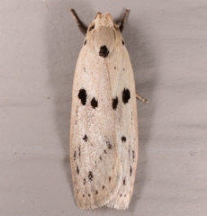 Scythropiodes issikii