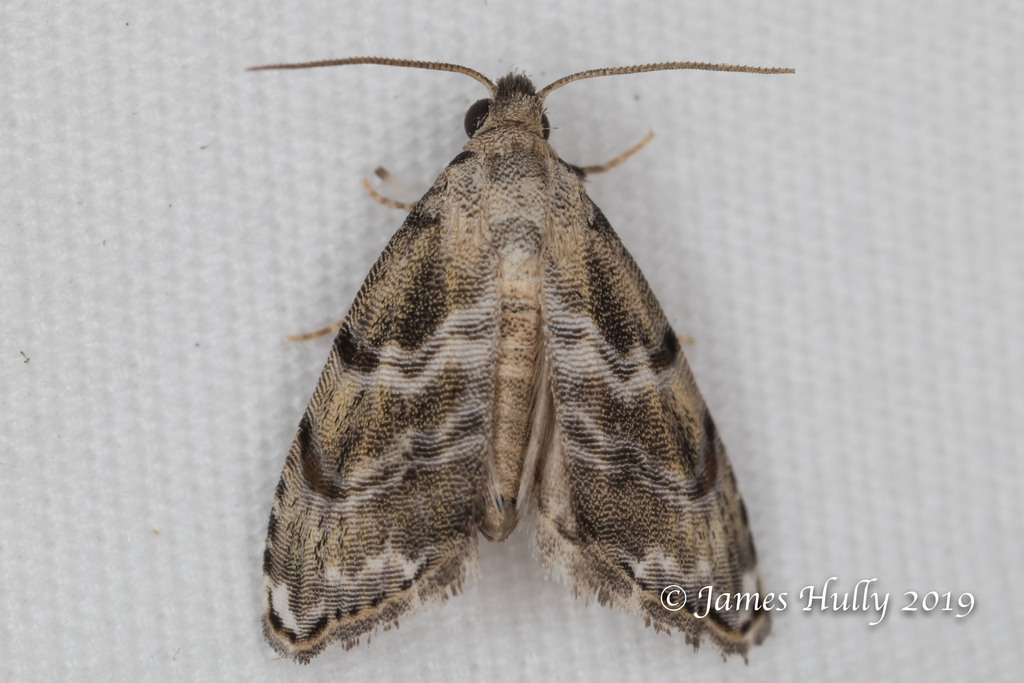 Abablemma bilineata