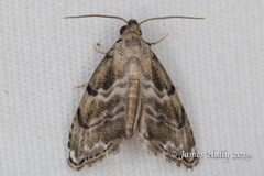 Abablemma bilineata