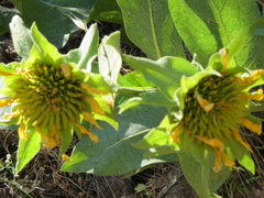 Wyethia glabra