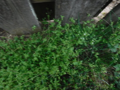 Parietaria lusitanica