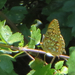 Argynnis callippe comstocki - Photo (c) Liam O'Brien, μερικά δικαιώματα διατηρούνται (CC BY-NC), uploaded by Liam O'Brien