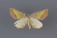 Lychnosea helveolaria