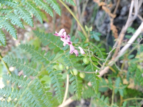 Western Disc Fumaria (Discocapnos mundtii)