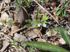 Phacelia ranunculacea