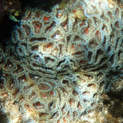 Acan Lord