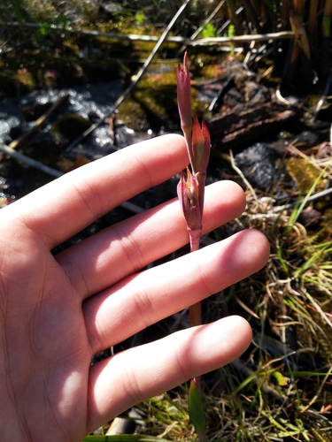 Image of Watsonia coccinea by (c) De Waal Hugo, some rights reserved (CC BY)