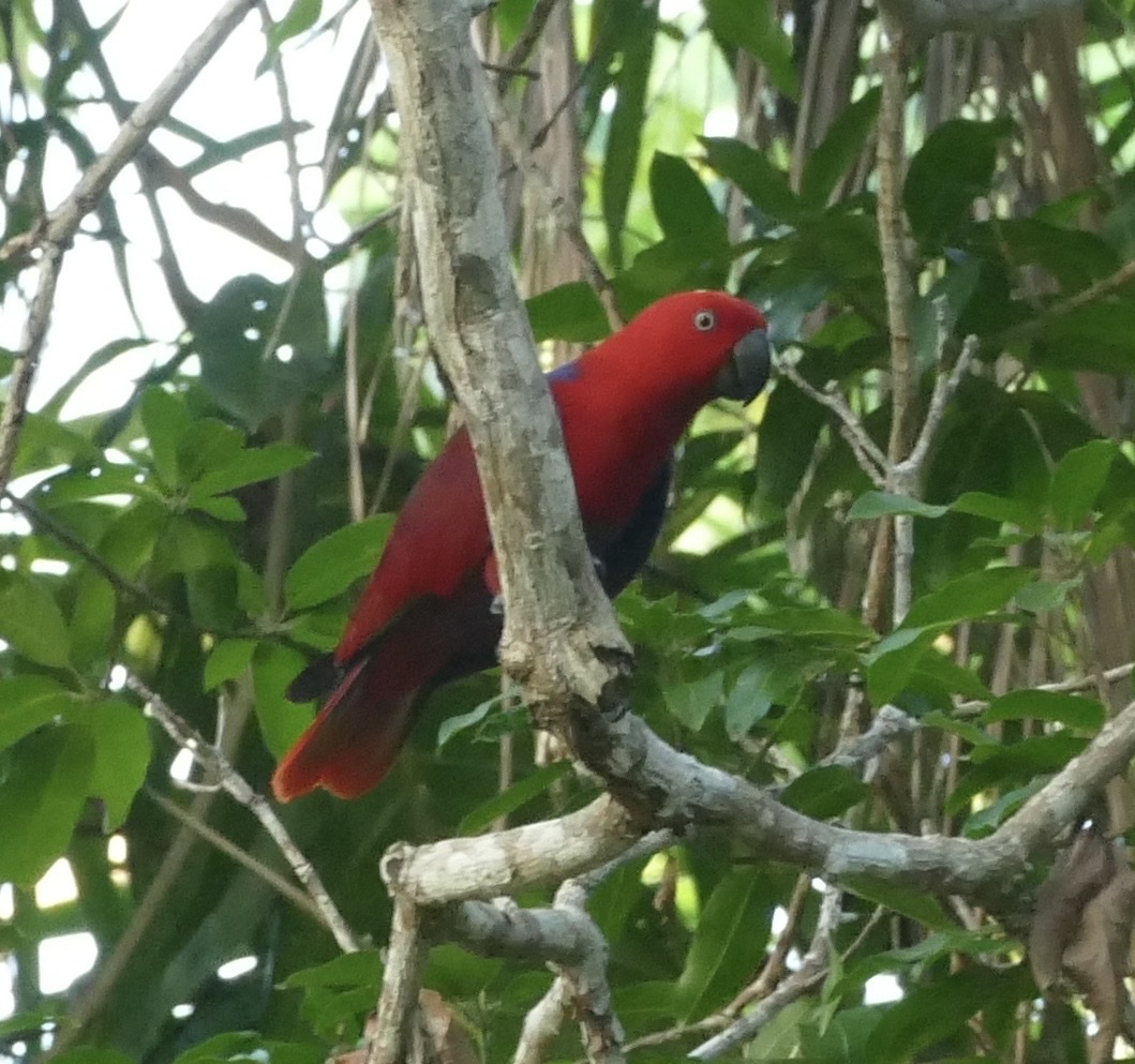 Moluccan Eclectus