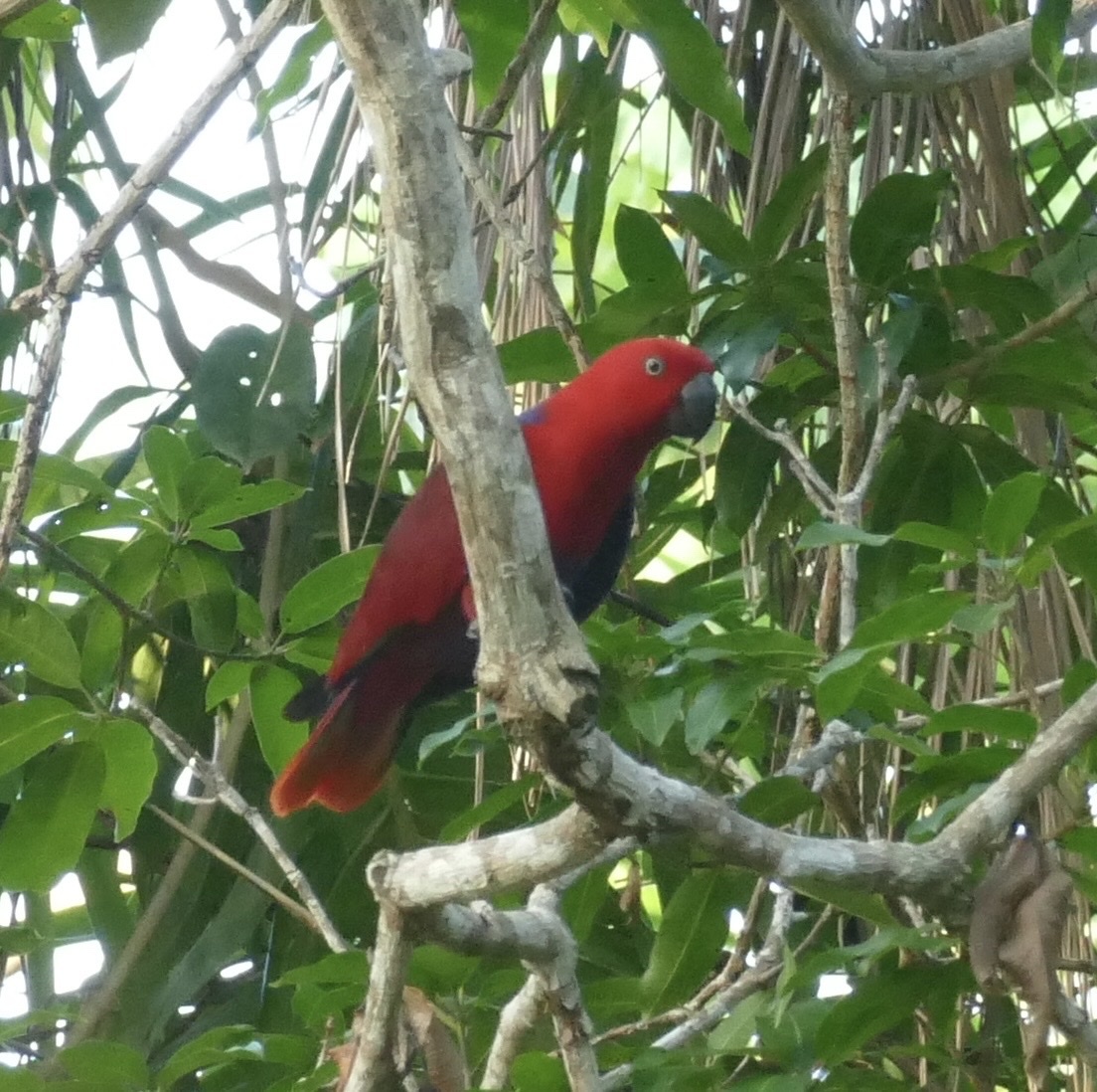 Moluccan Eclectus
