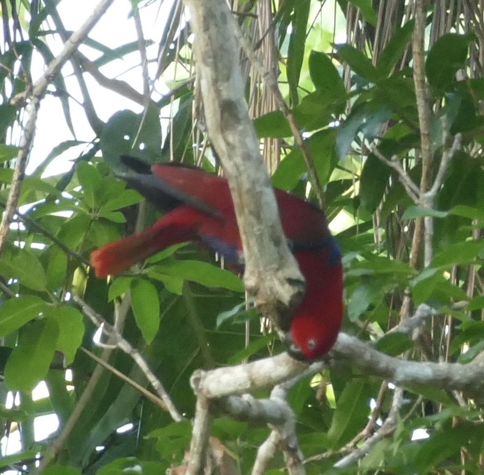 Moluccan Eclectus