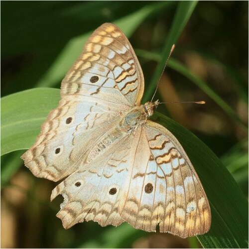 White Peacock