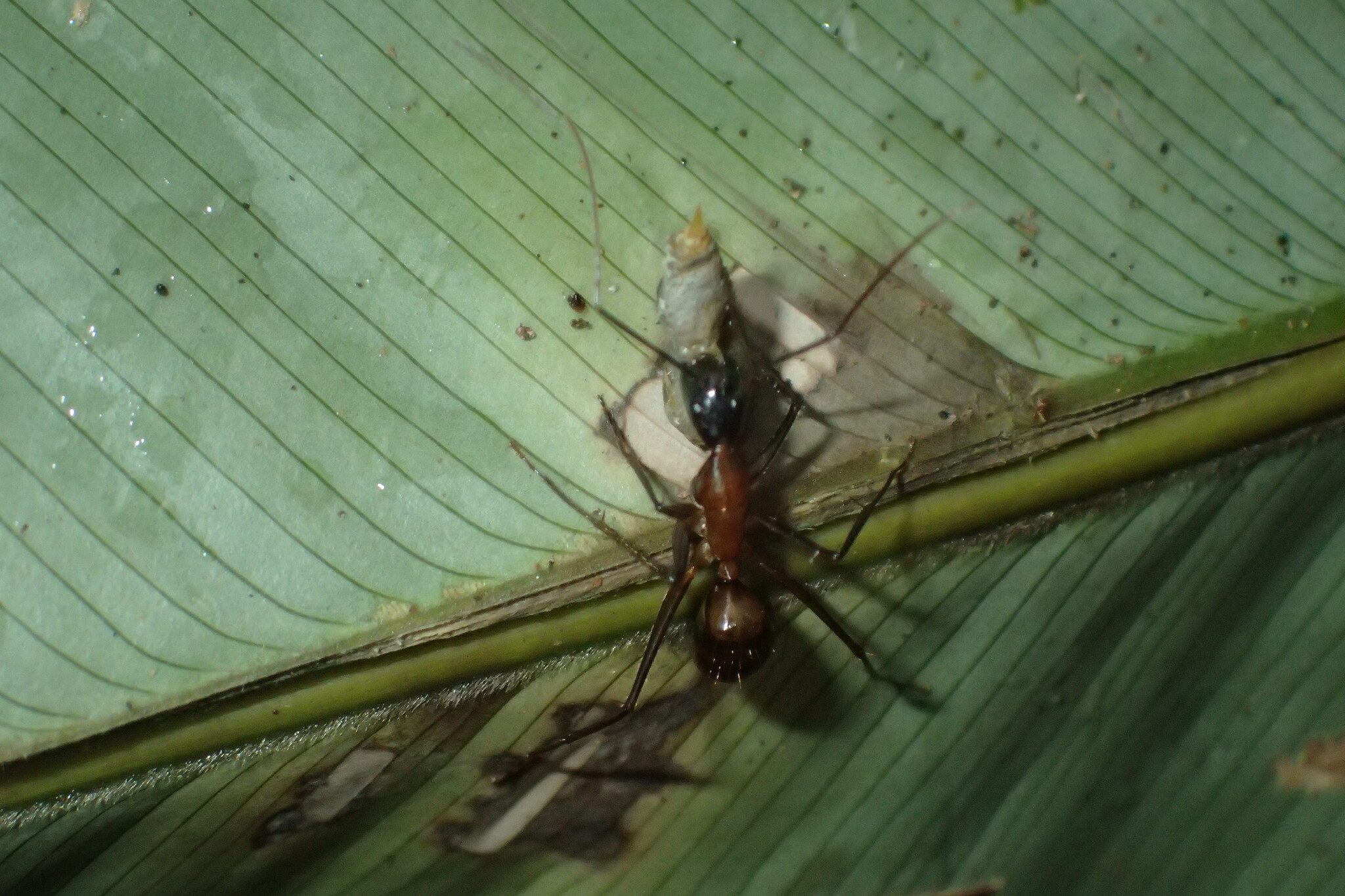 Camponotus pompeius