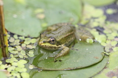 Pelophylax