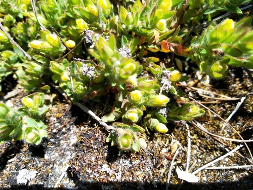 Image of Shy Capesaffron (Gnidia humilis) by (c) De Waal Hugo, some rights reserved (CC BY)