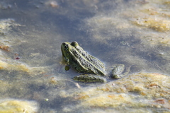 Pelophylax