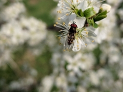 Parasyrphus punctulatus
