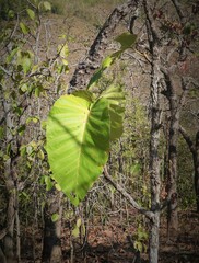 Dipterocarpus tuberculatus, photograph (c) Utain Pummarin, some rights reserved (CC BY)