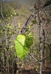 Dipterocarpus tuberculatus, photograph (c) Utain Pummarin, some rights reserved (CC BY)
