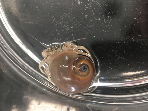 Neverita duplicata