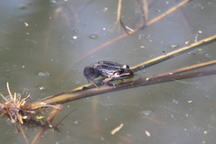 Pelophylax