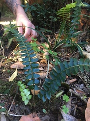 Blechnum hastatum