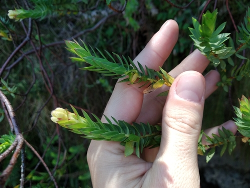 Image of Gnidia oppositifolia by (c) De Waal Hugo, some rights reserved (CC BY)
