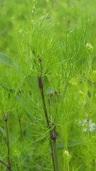 Ptilimnium capillaceum image