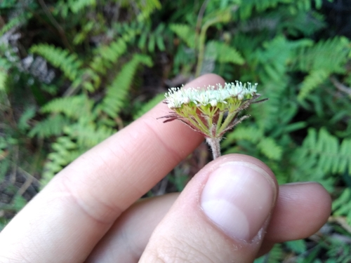 Image of Hermas capitata by (c) De Waal Hugo, some rights reserved (CC BY)